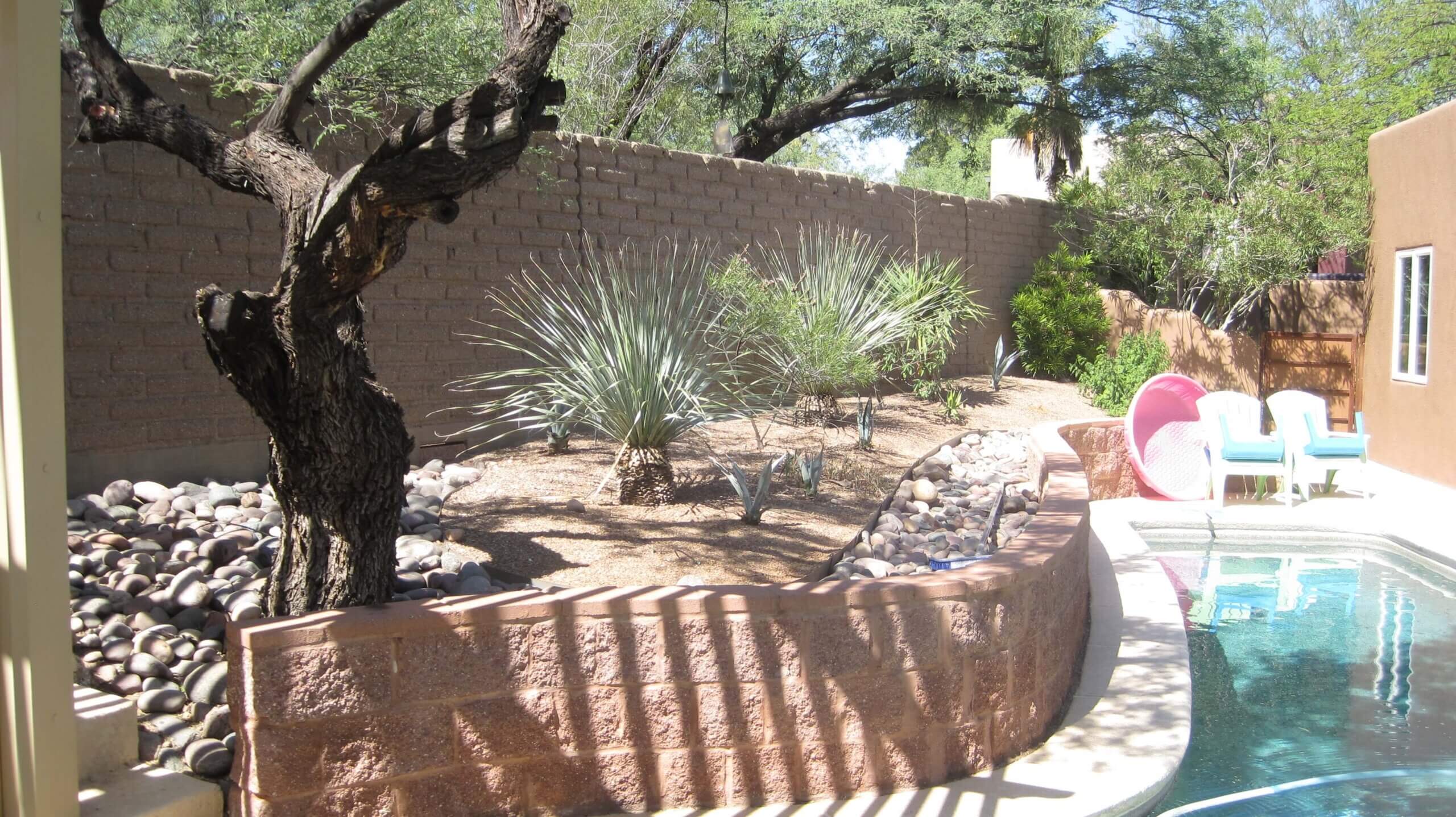Acacia Pendula is the Plant of the Month!