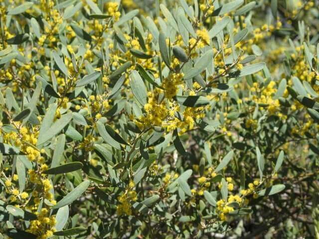 Acacia redolens