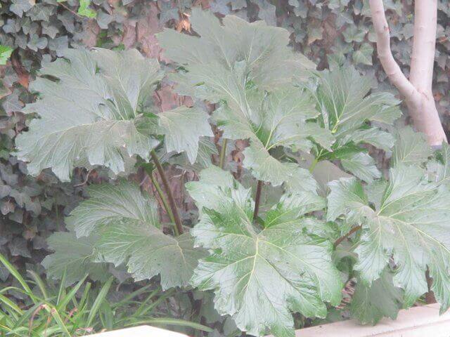 Acanthus Mollis