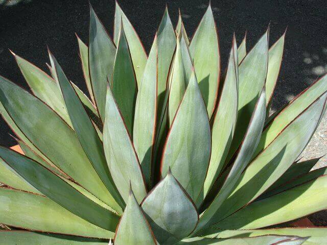 Agave Blue Glow