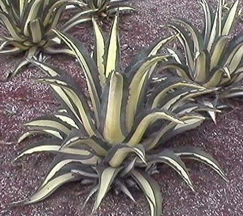 Agave americana medio picta f. alba