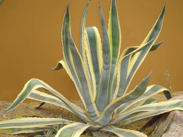 Agave americana var. marginata