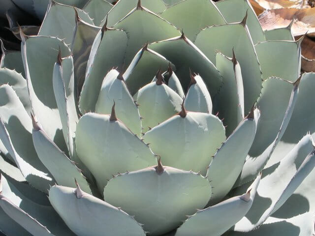 Agave parryi var. truncata