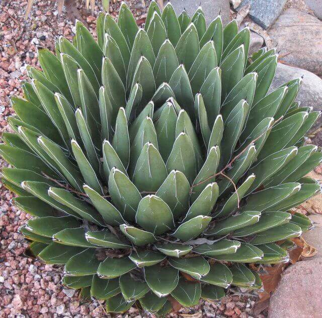 Agave victoriae-reginae