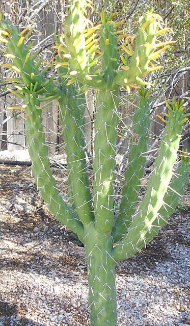 Austrocylindropuntia subulata
