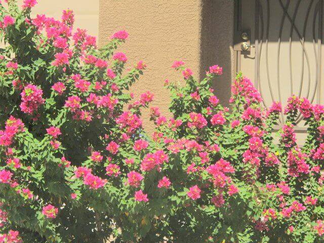 Bougainvillea Hybrids
