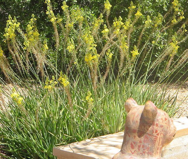 Bulbine frutescens