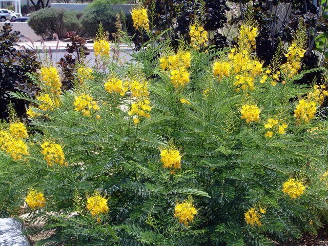 Caesalpinia pulcherrima