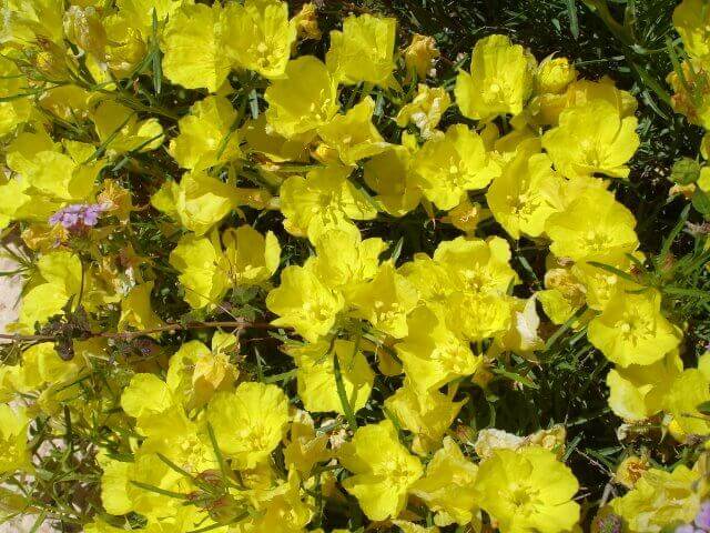 Calylophus hartwegii subsp. fendleri