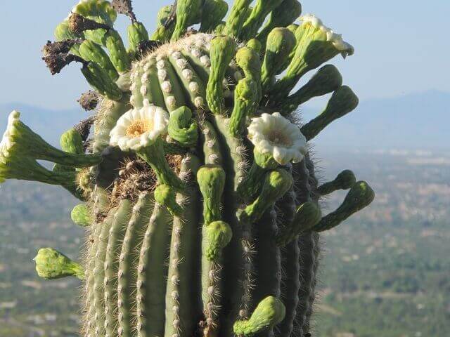 Carnegiea gigantea