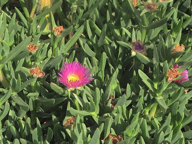 Carpobrotus chilensis