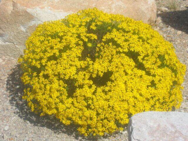 Chrysactinia mexicana