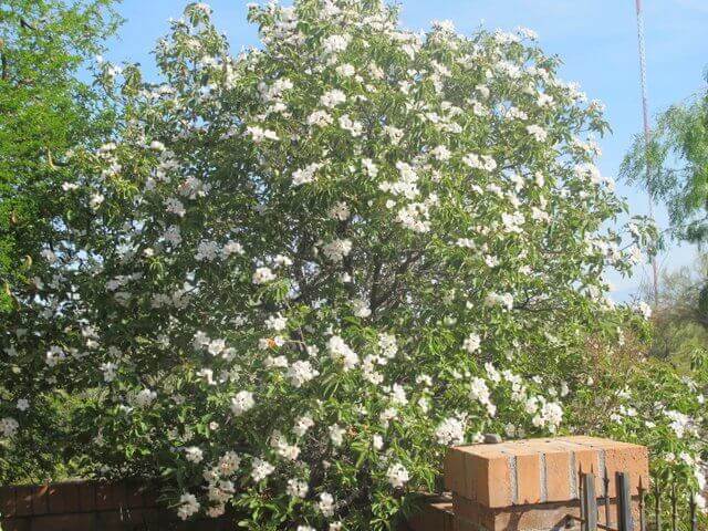 Cordia boissieri