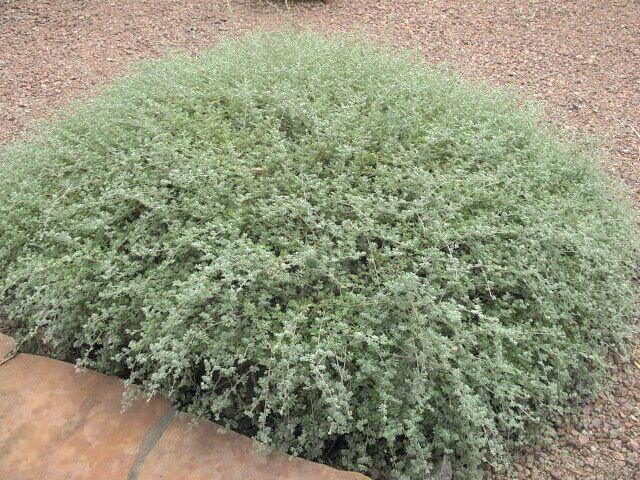 Dalea greggii