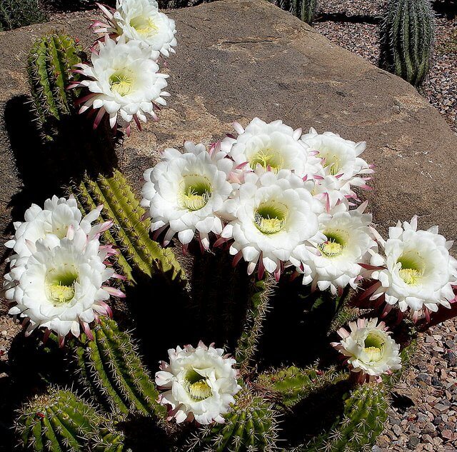 Echinopsis hybrid