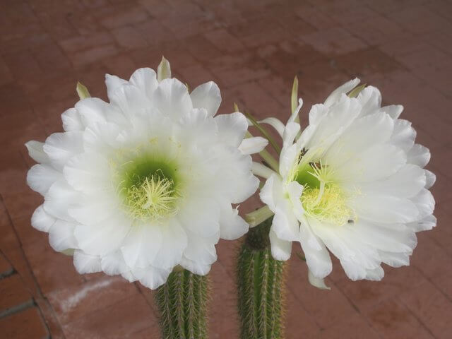 Echinopsis spachiana
