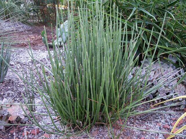 Euphorbia antisyphilitica