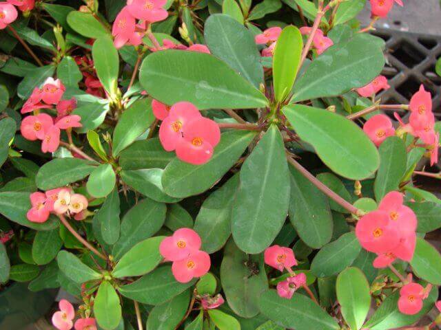 Euphorbia milii