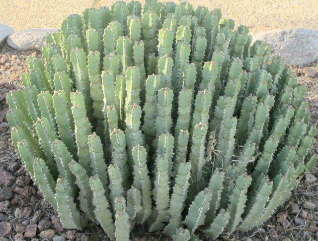 Euphorbia resinifera