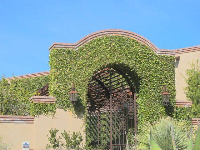 Ficus pumila
