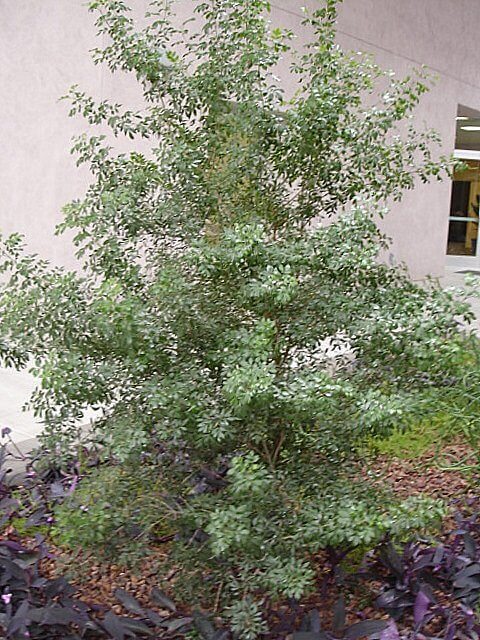 Fraxinus greggi
