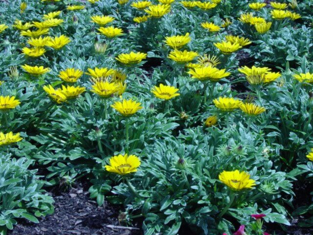 Gazania rigens