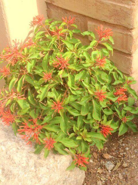 Hamelia patens
