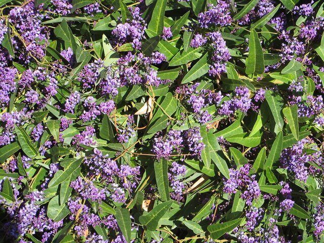 Hardenbergia violacea