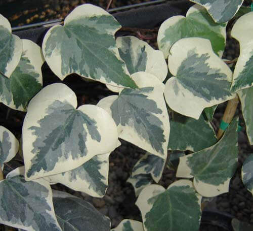 Hedera canariensis