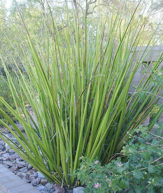 Hesperaloe funifera