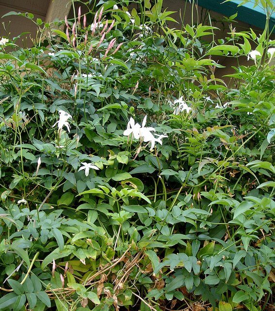 Jasminum polyanthum