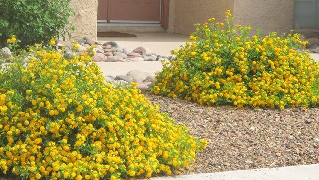 Lantana camara