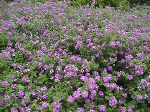 Lantana montevidensis