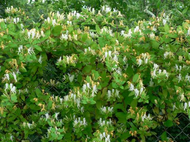Lonicera japonica