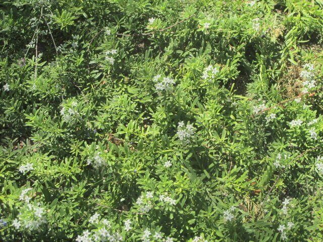 Myoporum parvifolium