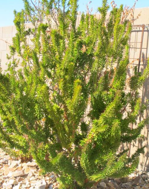 Myrtus communis