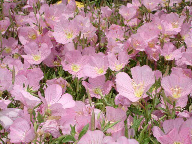 Oenothera speciosa