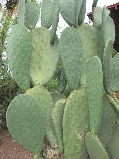 Opuntia ficus indica