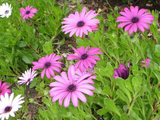 Osteospermum fruticosum