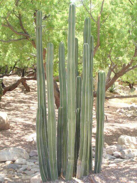Pachycereus marginatus