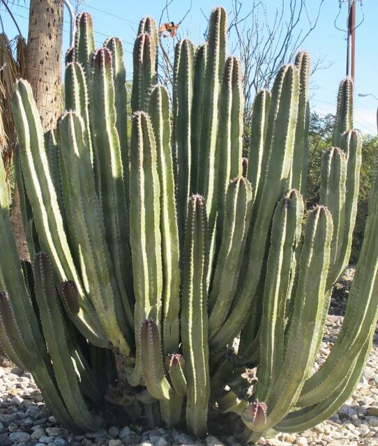 Pachycereus schottii