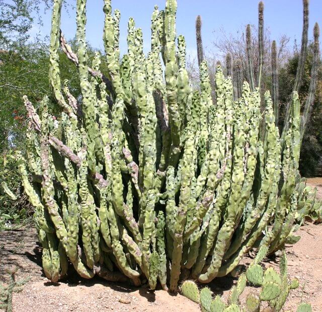 Pachycereus schottii f. monstrosus
