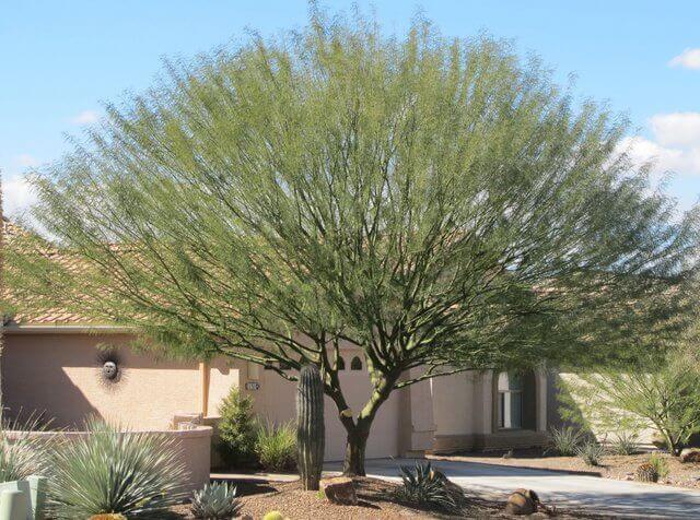 Parkinsonia x