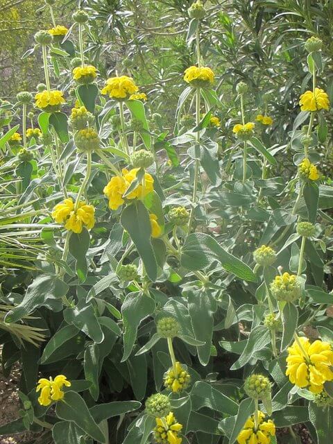 Phlomis fruticosa