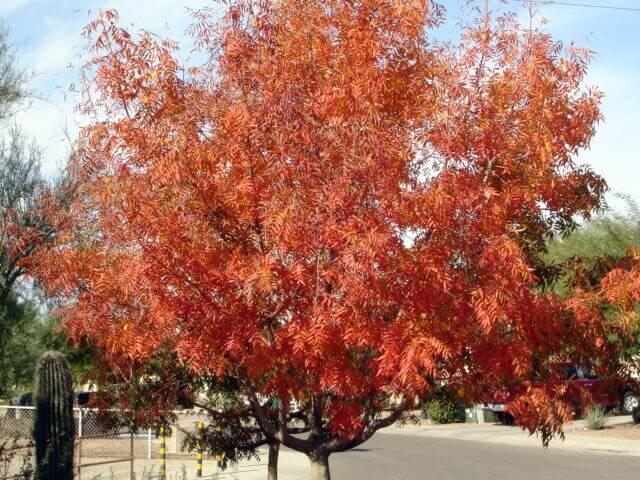 Get Ready for Fall Weather in Tucson with a Landscape Renovation