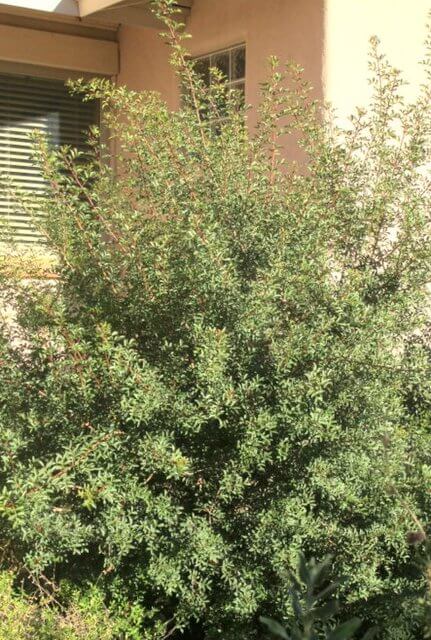 Pistacia lentiscus
