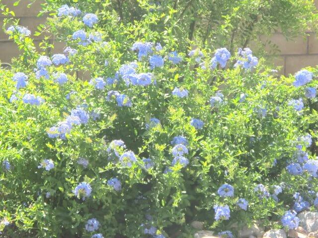 Plumbago auriculata