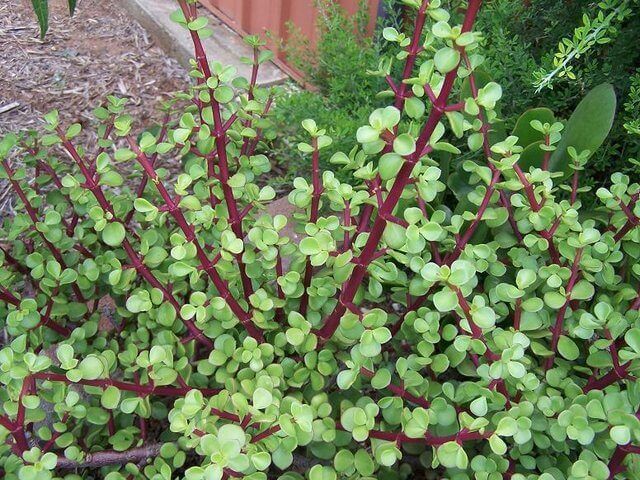 Portulacaria afra