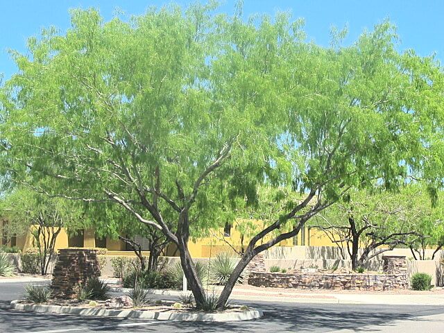 Prosopis glandulosa