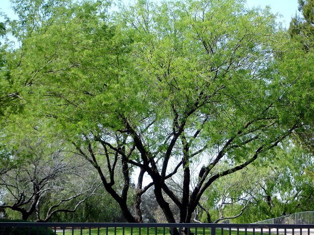 Prosopis velutina